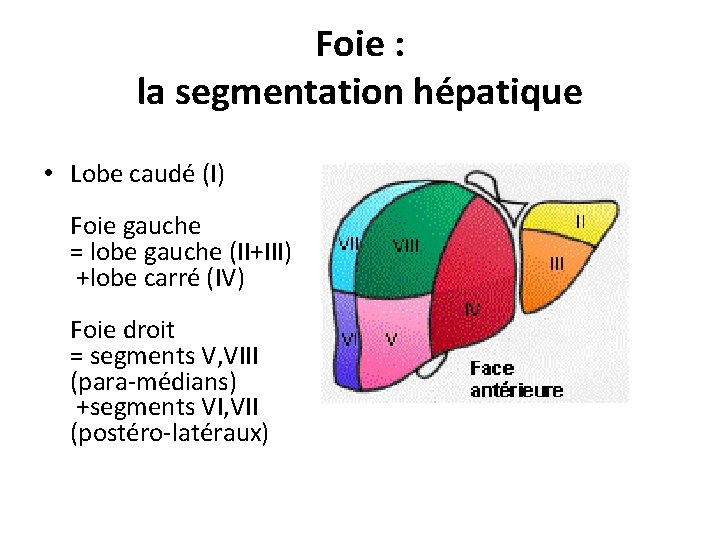 Foie : la segmentation hépatique • Lobe caudé (I) Foie gauche = lobe gauche