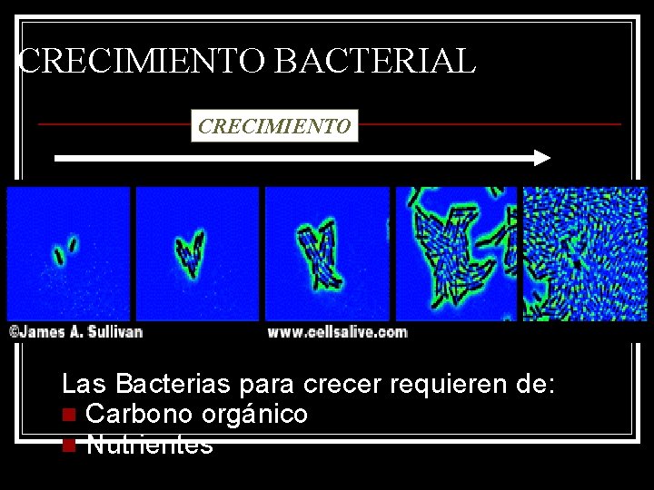 CRECIMIENTO BACTERIAL CRECIMIENTO Las Bacterias para crecer requieren de: n Carbono orgánico n Nutrientes