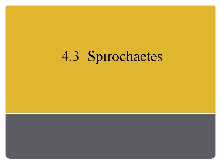 4. 3 Spirochaetes 