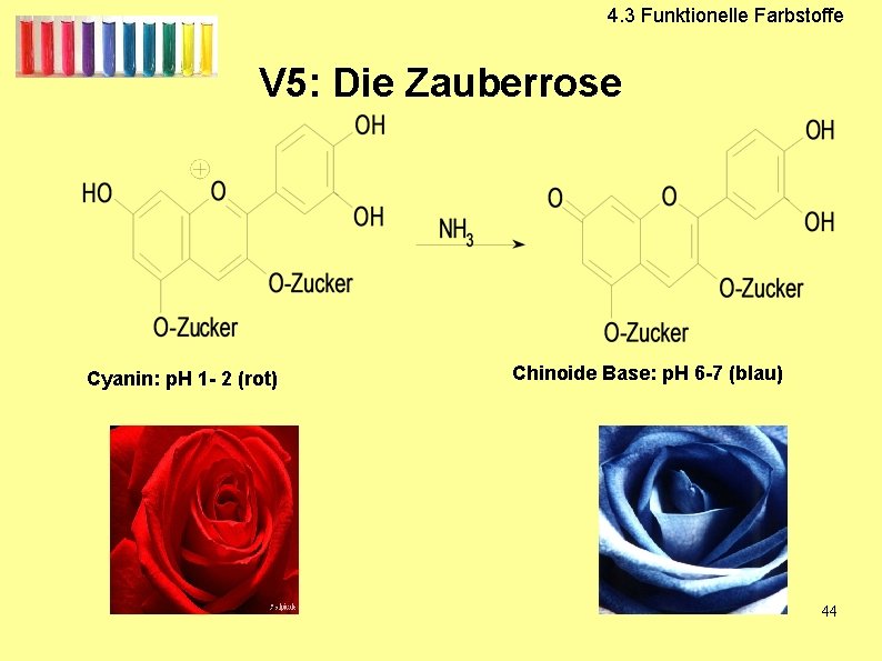 4. 3 Funktionelle Farbstoffe V 5: Die Zauberrose Cyanin: p. H 1 - 2