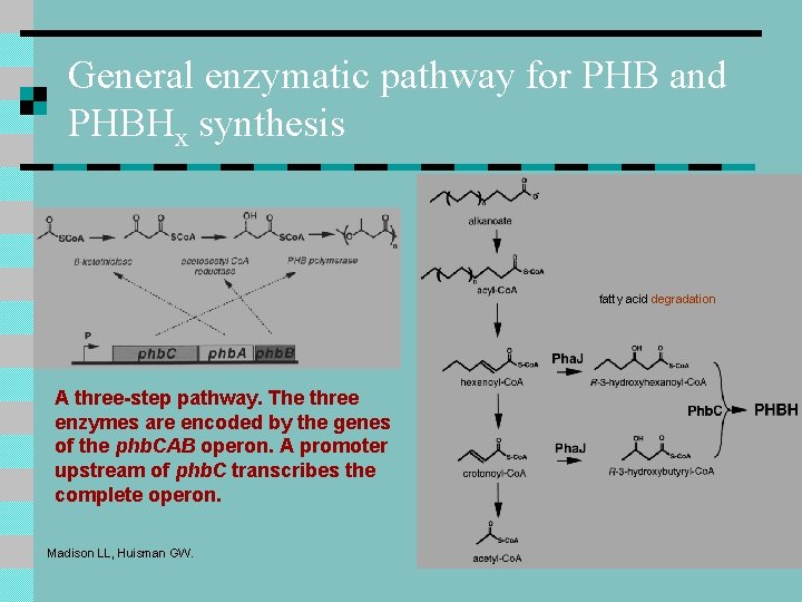 General enzymatic pathway for PHB and PHBHx synthesis fatty acid degradation A three-step pathway. General enzymatic pathway for PHB and PHBHx synthesis fatty acid degradation A three-step pathway.