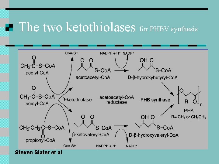 The two ketothiolases for PHBV synthesis Steven Slater et al The two ketothiolases for PHBV synthesis Steven Slater et al