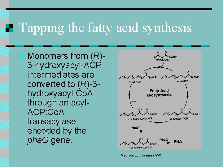 Tapping the fatty acid synthesis n Monomers from (R)3 -hydroxyacyl-ACP intermediates are converted to Tapping the fatty acid synthesis n Monomers from (R)3 -hydroxyacyl-ACP intermediates are converted to