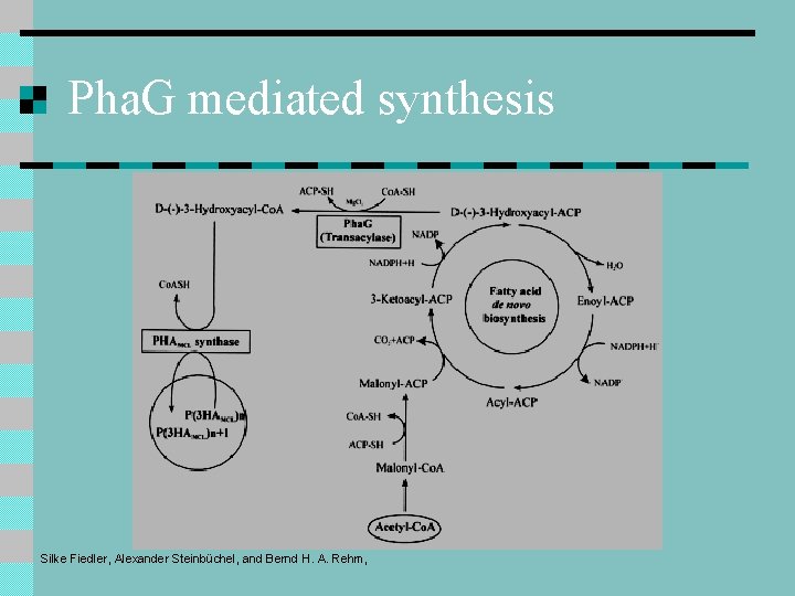 Pha. G mediated synthesis Silke Fiedler, Alexander Steinbüchel, and Bernd H. A. Rehm, Pha. G mediated synthesis Silke Fiedler, Alexander Steinbüchel, and Bernd H. A. Rehm,