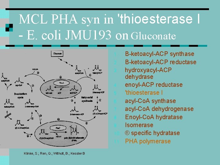 MCL PHA syn in 'thioesterase I - E. coli JMU 193 on Gluconate 1. MCL PHA syn in 'thioesterase I - E. coli JMU 193 on Gluconate 1.