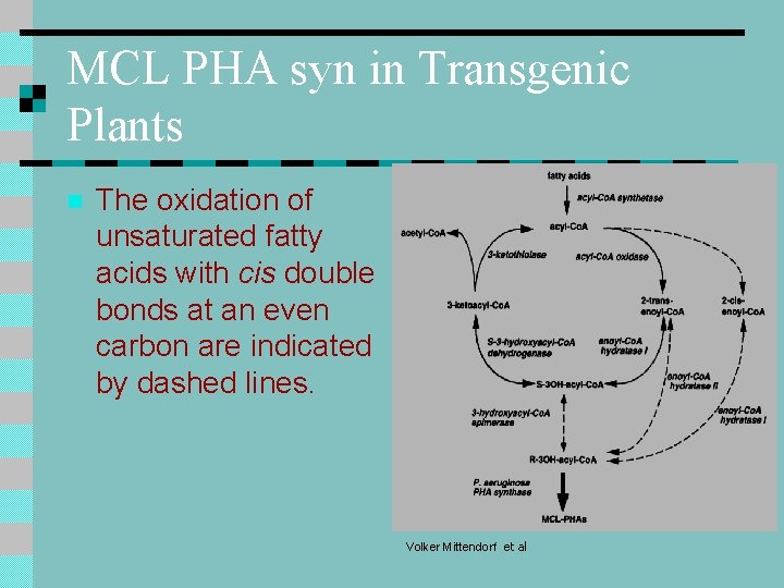 MCL PHA syn in Transgenic Plants n The oxidation of unsaturated fatty acids with MCL PHA syn in Transgenic Plants n The oxidation of unsaturated fatty acids with