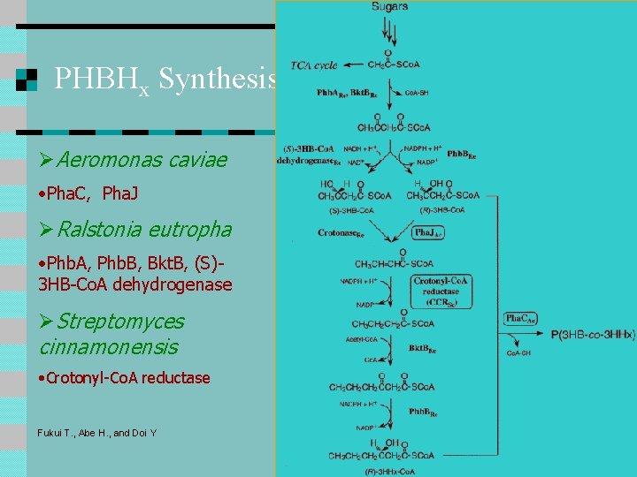 PHBHx Synthesis ØAeromonas caviae • Pha. C, Pha. J ØRalstonia eutropha • Phb. A, PHBHx Synthesis ØAeromonas caviae • Pha. C, Pha. J ØRalstonia eutropha • Phb. A,