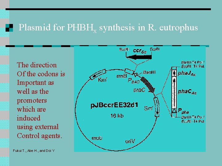 Plasmid for PHBHx synthesis in R. eutrophus The direction Of the codons is Important Plasmid for PHBHx synthesis in R. eutrophus The direction Of the codons is Important