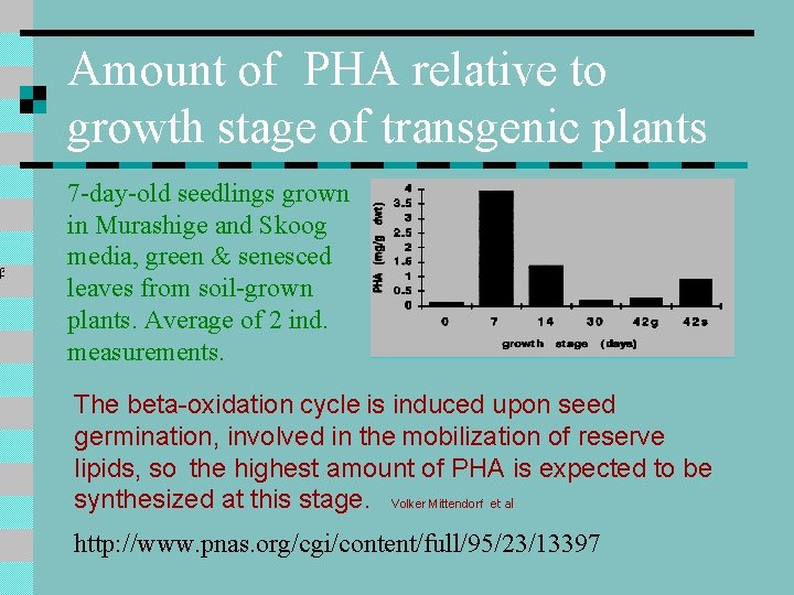 Amount of PHA relative to growth stage of transgenic plants 7 -day-old seedlings grown Amount of PHA relative to growth stage of transgenic plants 7 -day-old seedlings grown