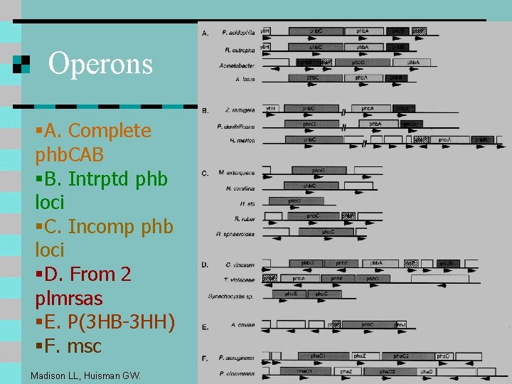 Operons §A. Complete phb. CAB §B. Intrptd phb loci §C. Incomp phb loci §D. Operons §A. Complete phb. CAB §B. Intrptd phb loci §C. Incomp phb loci §D.