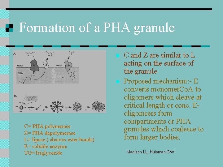 Formation of a PHA granule n n C= PHA polymerase Z= PHA depolymerase L= Formation of a PHA granule n n C= PHA polymerase Z= PHA depolymerase L=