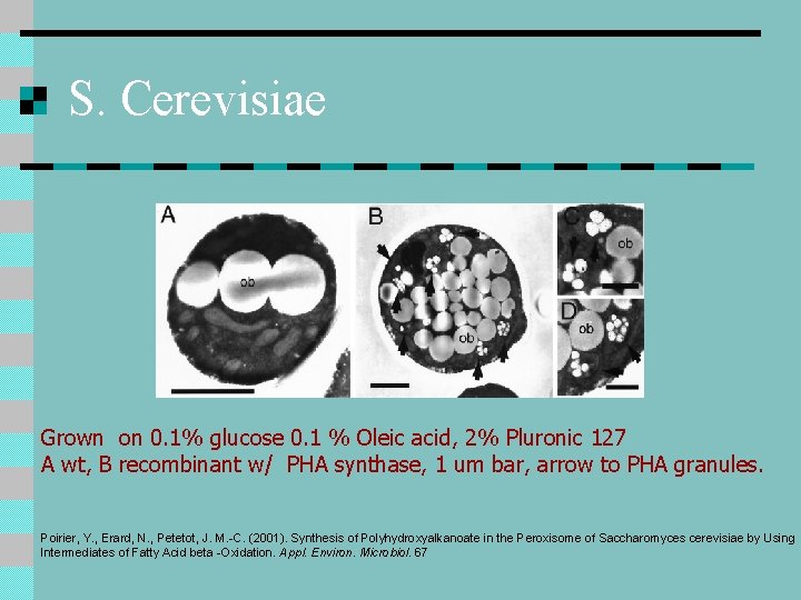 S. Cerevisiae Grown on 0. 1% glucose 0. 1 % Oleic acid, 2% Pluronic S. Cerevisiae Grown on 0. 1% glucose 0. 1 % Oleic acid, 2% Pluronic