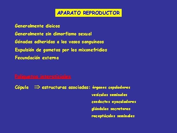 APARATO REPRODUCTOR Generalmente dioicos Generalmente sin dimorfismo sexual Gónadas adheridas a los vasos sanguíneos