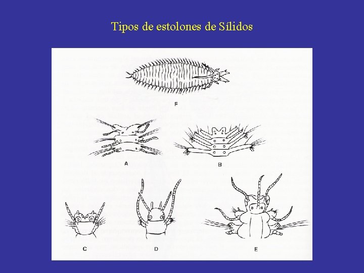 Tipos de estolones de Sílidos 