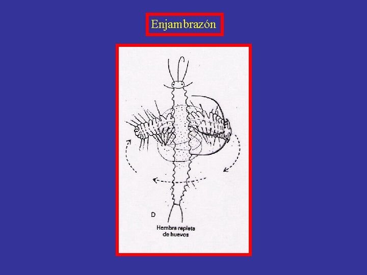 Enjambrazón 