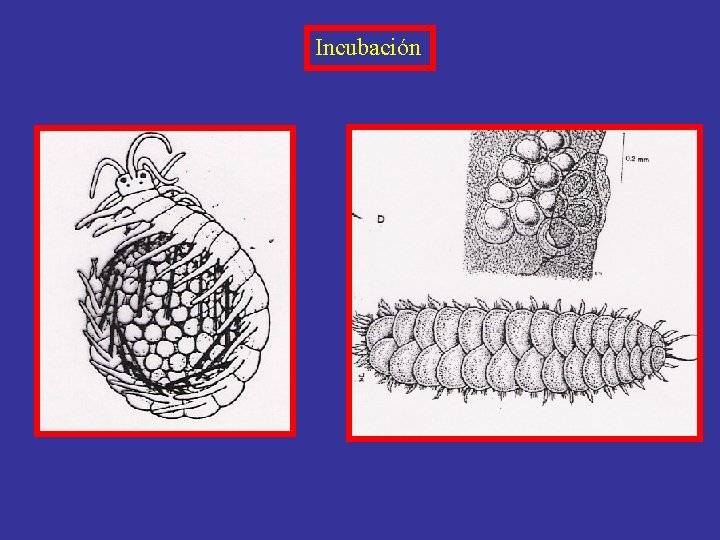 Incubación 