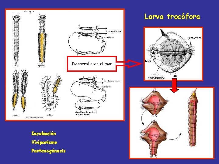 Larva trocófora Desarrollo en el mar Incubación Viviparismo Partenogénesis 