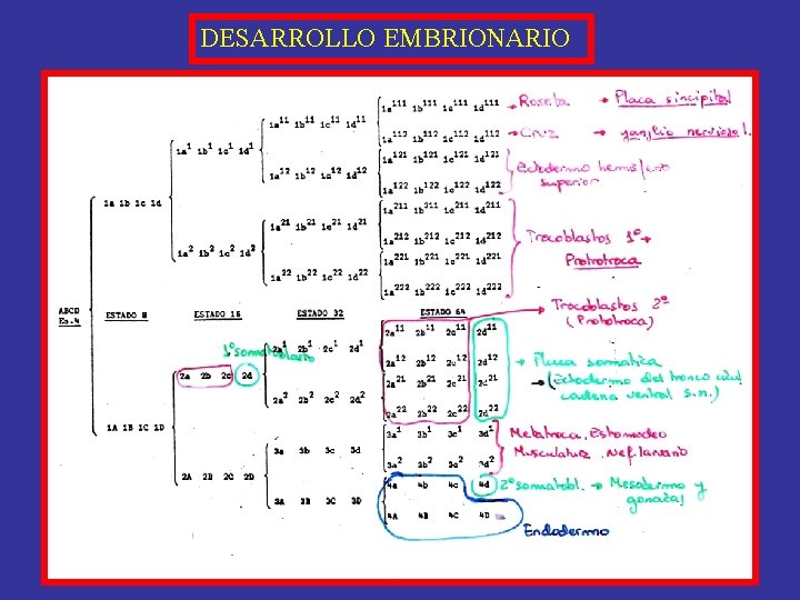 DESARROLLO EMBRIONARIO 