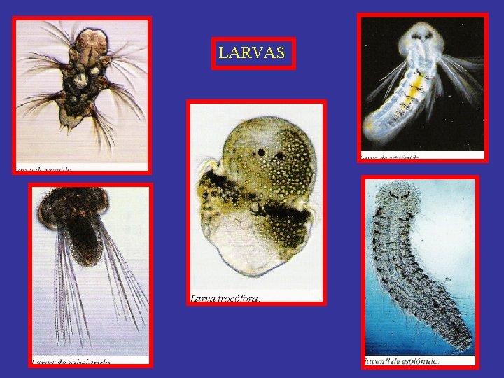 LARVAS 