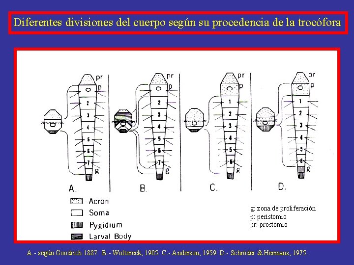 Diferentes divisiones del cuerpo según su procedencia de la trocófora g: zona de proliferación