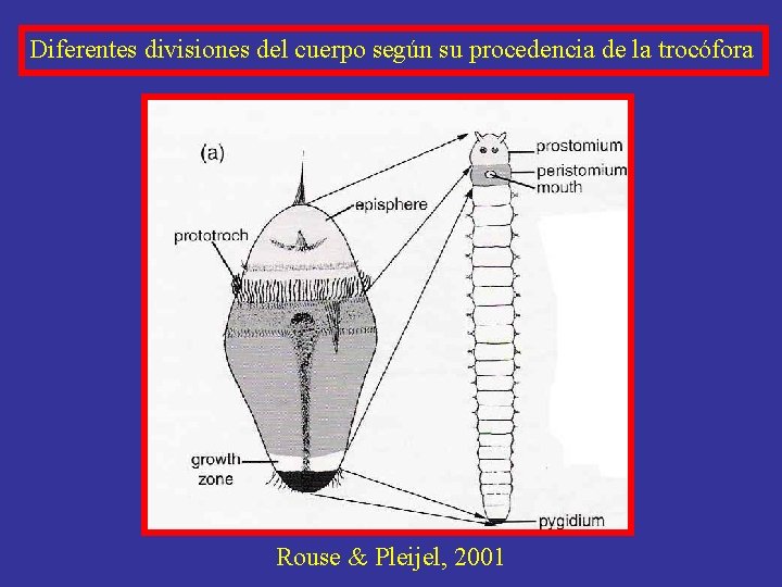 Diferentes divisiones del cuerpo según su procedencia de la trocófora Rouse & Pleijel, 2001