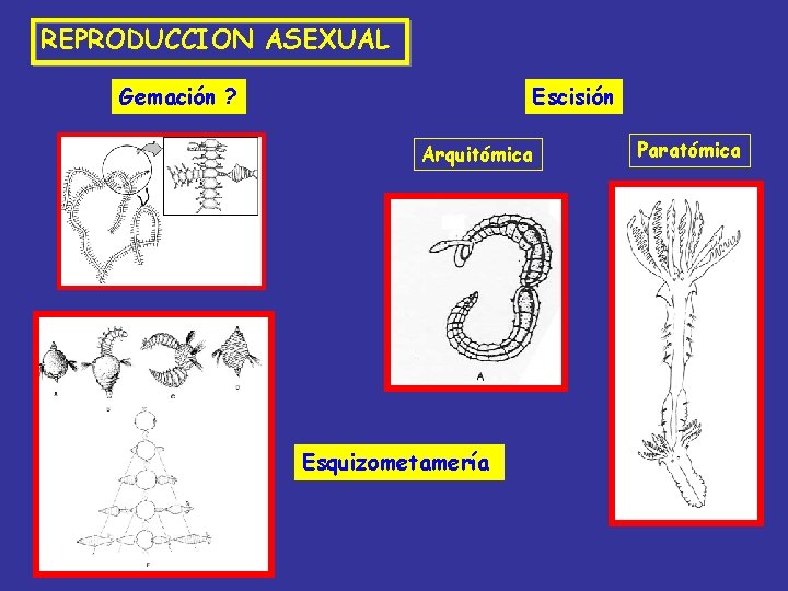 REPRODUCCION ASEXUAL Gemación ? Escisión Arquitómica Esquizometamería: Paratómica 
