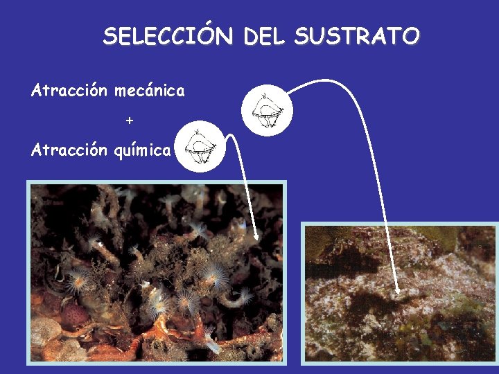 SELECCIÓN DEL SUSTRATO Atracción mecánica + Atracción química 