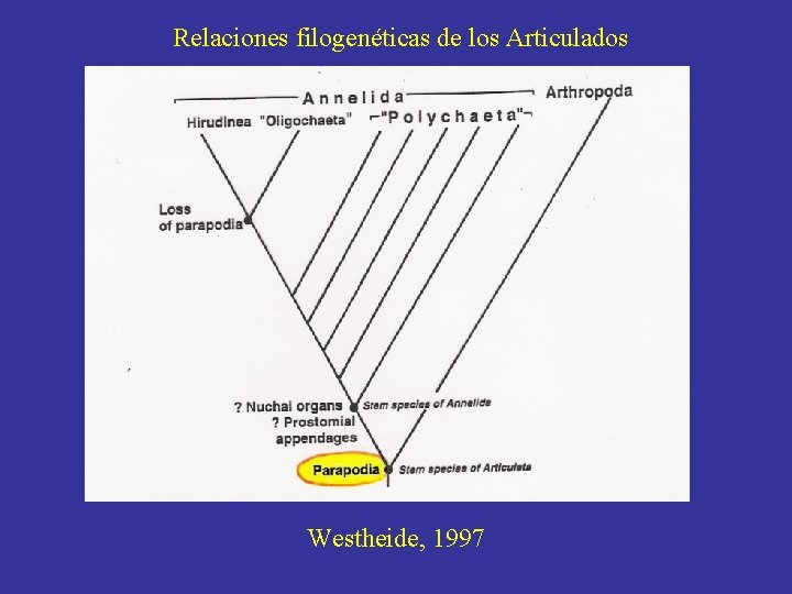 Relaciones filogenéticas de los Articulados Westheide, 1997 