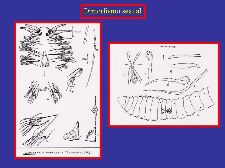 Dimorfismo sexual 