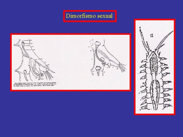 Dimorfismo sexual 