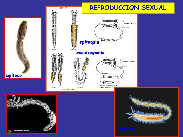 REPRODUCCION SEXUAL epitoquia esquizogamia epítoco estolón 