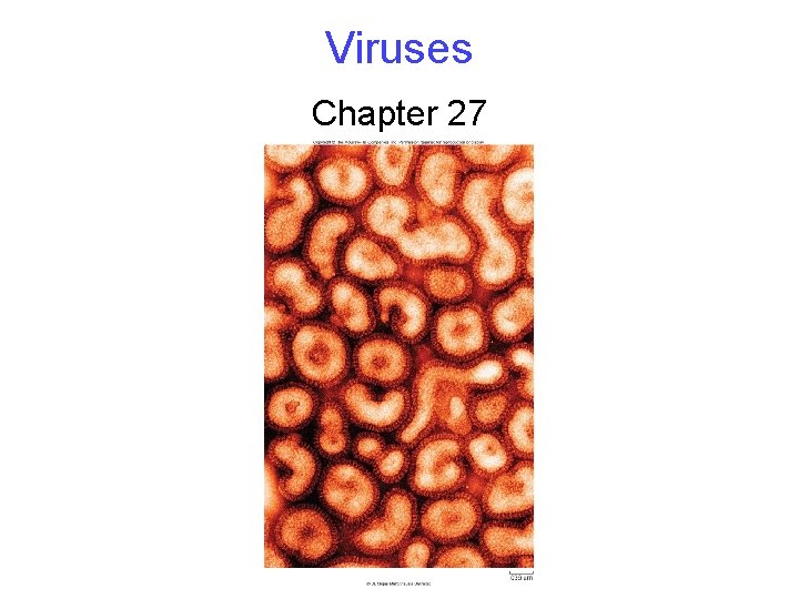 Viruses Chapter 27 