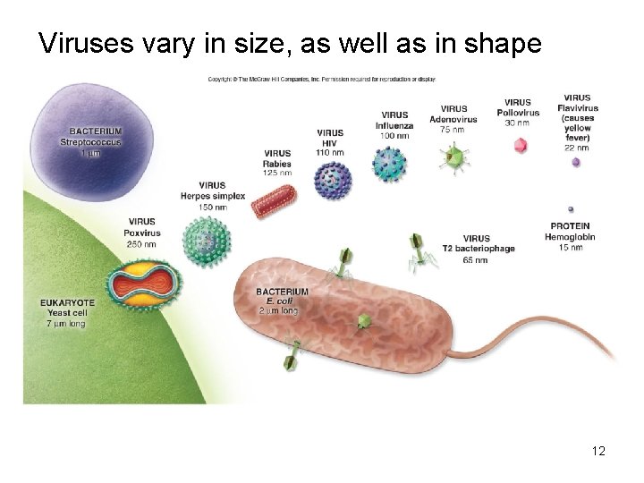 Viruses vary in size, as well as in shape 12 