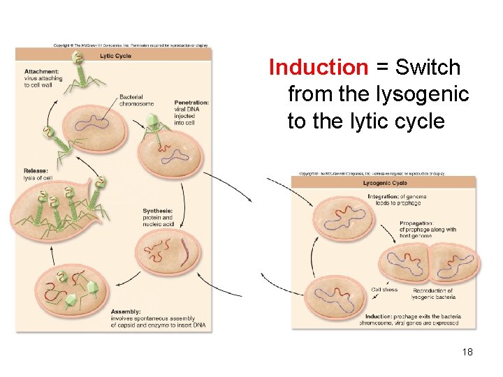 Induction = Switch from the lysogenic to the lytic cycle 18 