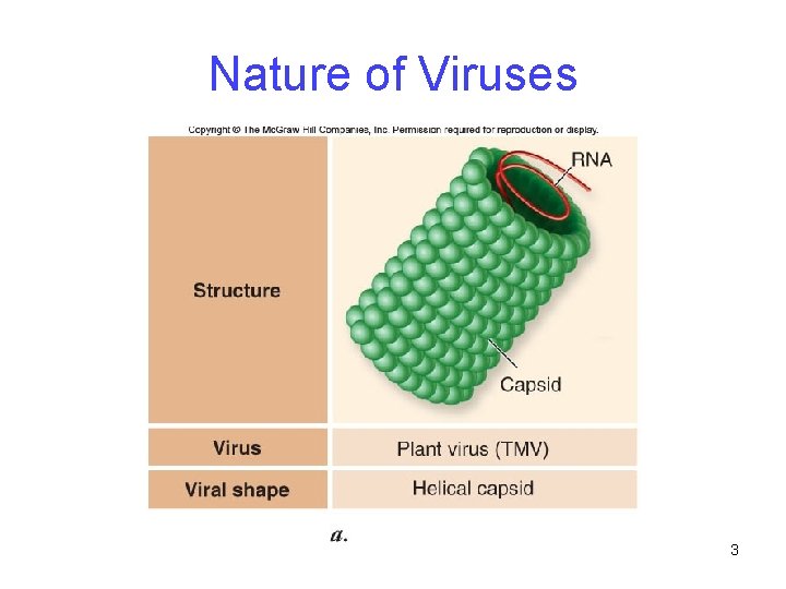Nature of Viruses 3 