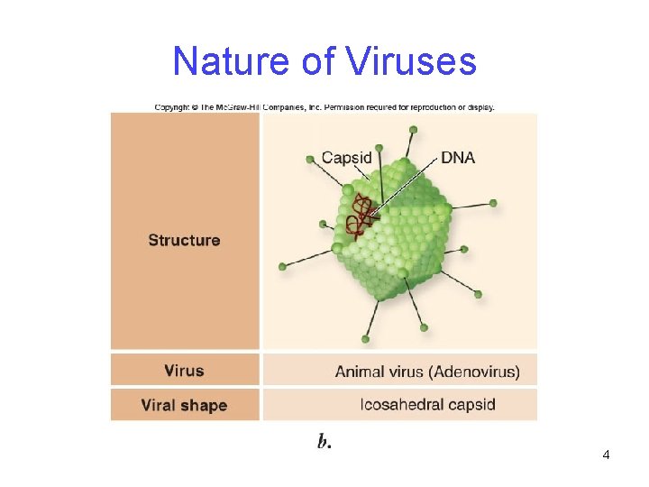 Nature of Viruses 4 