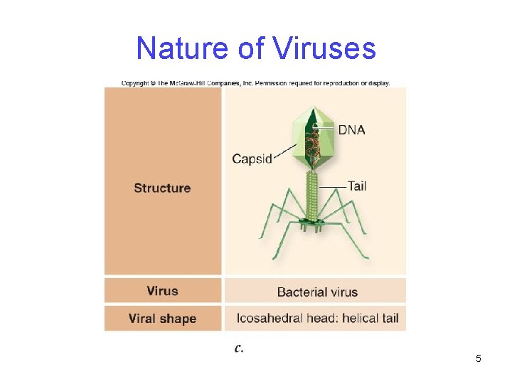 Nature of Viruses 5 