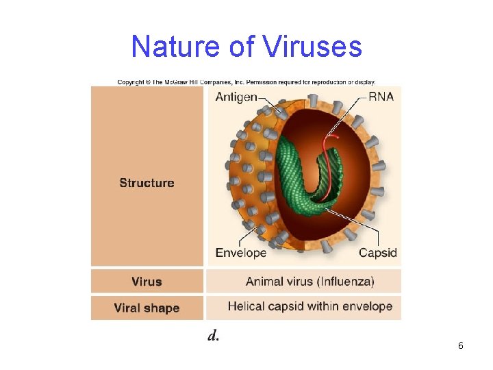 Nature of Viruses 6 