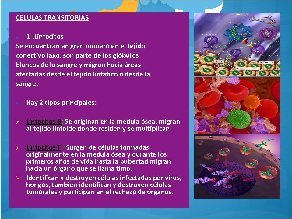 CELULAS TRANSITORIAS 1 -. Linfocitos Se encuentran en gran numero en el tejido conectivo