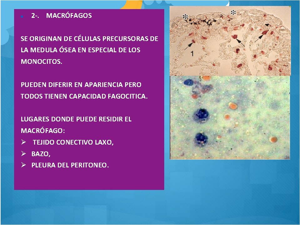  2 -. MACRÓFAGOS SE ORIGINAN DE CÉLULAS PRECURSORAS DE LA MEDULA ÓSEA EN