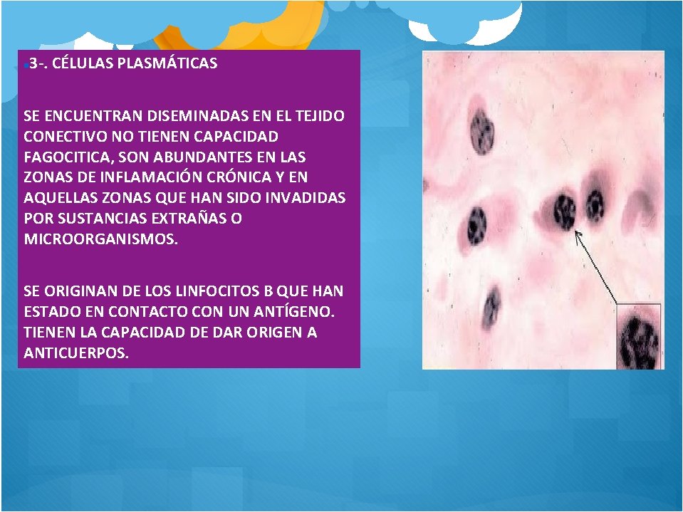 3 -. CÉLULAS PLASMÁTICAS SE ENCUENTRAN DISEMINADAS EN EL TEJIDO CONECTIVO NO TIENEN CAPACIDAD