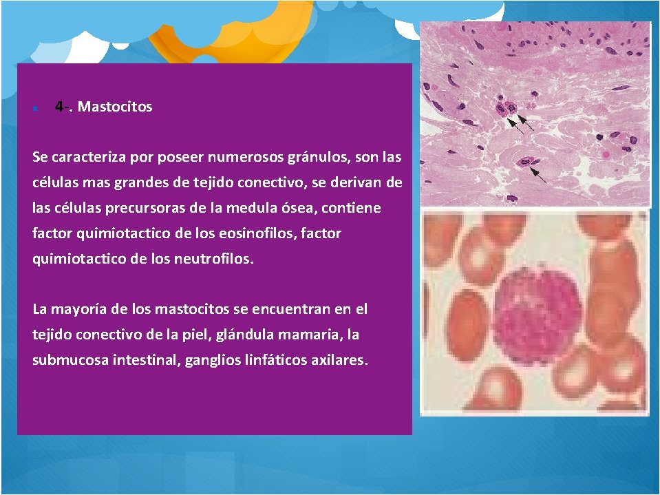  4 -. Mastocitos Se caracteriza por poseer numerosos gránulos, son las células mas