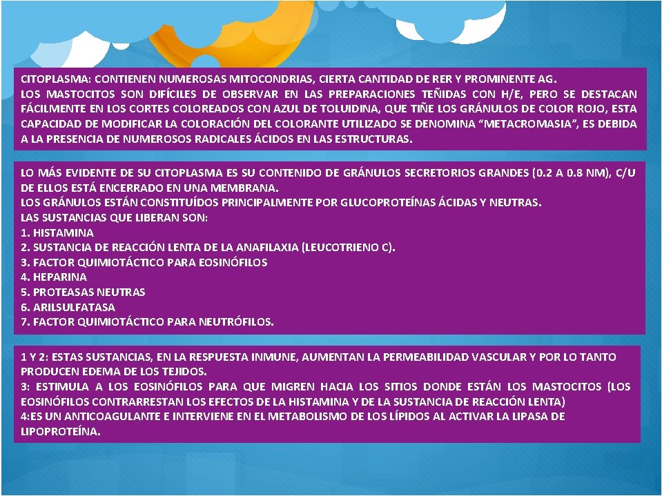 CITOPLASMA: CONTIENEN NUMEROSAS MITOCONDRIAS, CIERTA CANTIDAD DE RER Y PROMINENTE AG. LOS MASTOCITOS SON