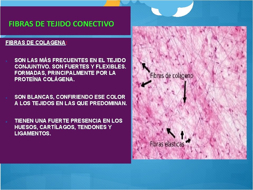  FIBRAS DE TEJIDO CONECTIVO FIBRAS DE COLAGENA: SON LAS MÁS FRECUENTES EN EL