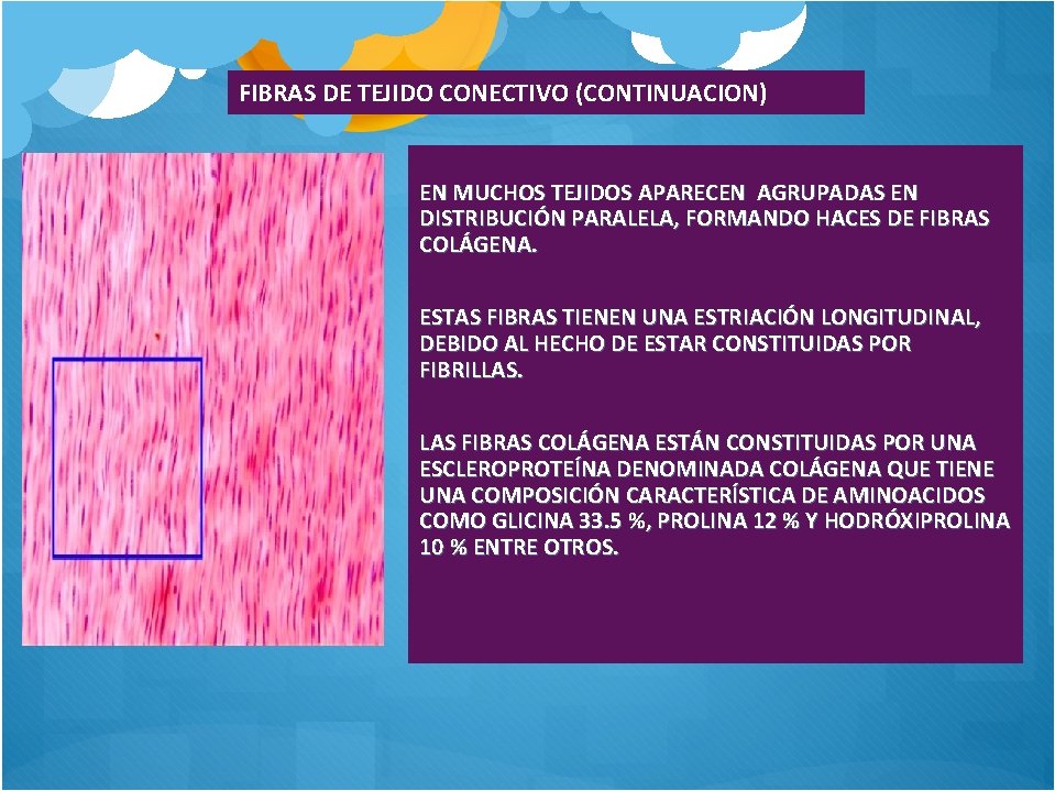 FIBRAS DE TEJIDO CONECTIVO (CONTINUACION) EN MUCHOS TEJIDOS APARECEN AGRUPADAS EN DISTRIBUCIÓN PARALELA, FORMANDO