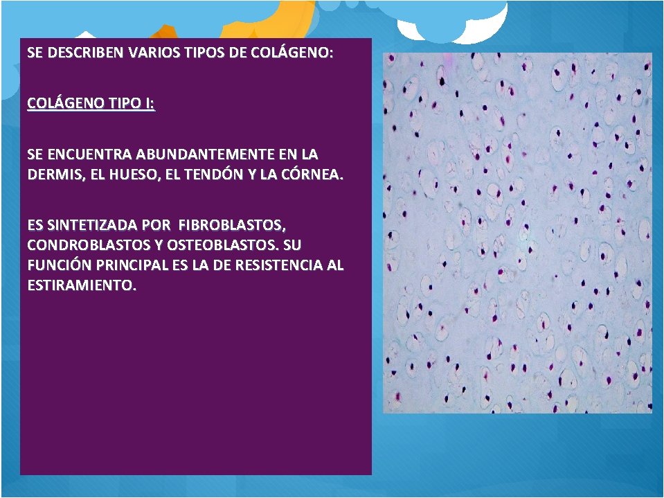 SE DESCRIBEN VARIOS TIPOS DE COLÁGENO: COLÁGENO TIPO I: SE ENCUENTRA ABUNDANTEMENTE EN LA