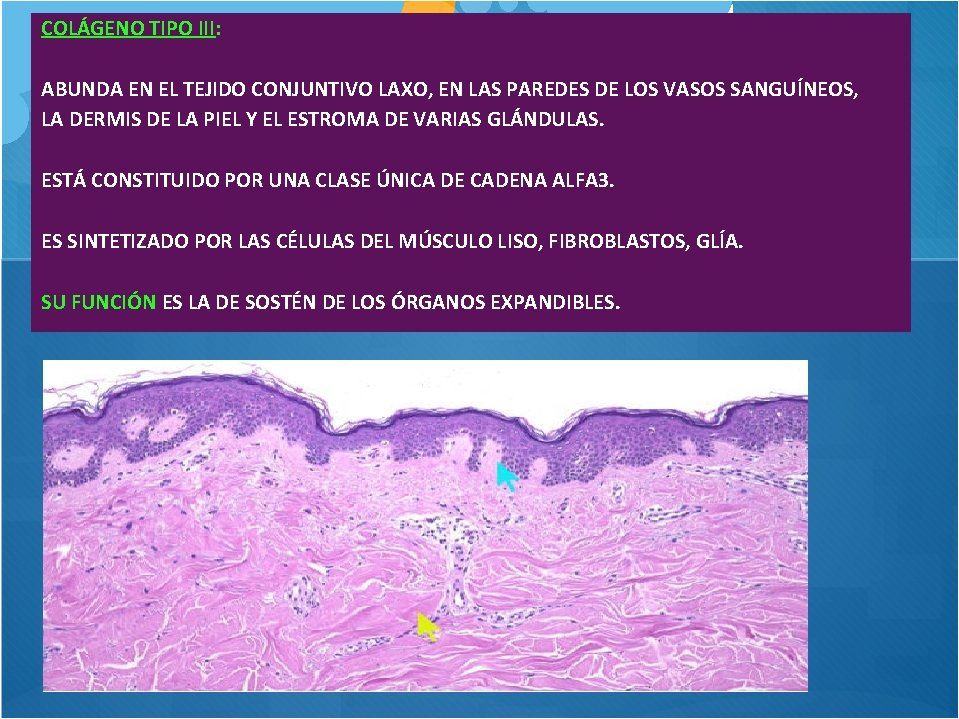 COLÁGENO TIPO III: ABUNDA EN EL TEJIDO CONJUNTIVO LAXO, EN LAS PAREDES DE LOS