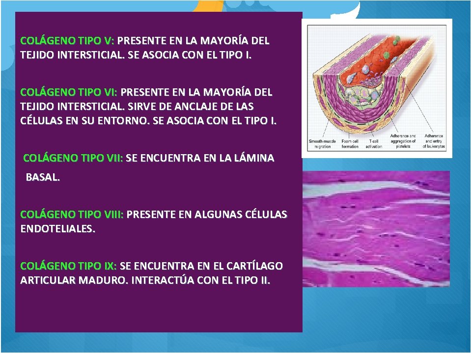 COLÁGENO TIPO V: PRESENTE EN LA MAYORÍA DEL TEJIDO INTERSTICIAL. SE ASOCIA CON EL