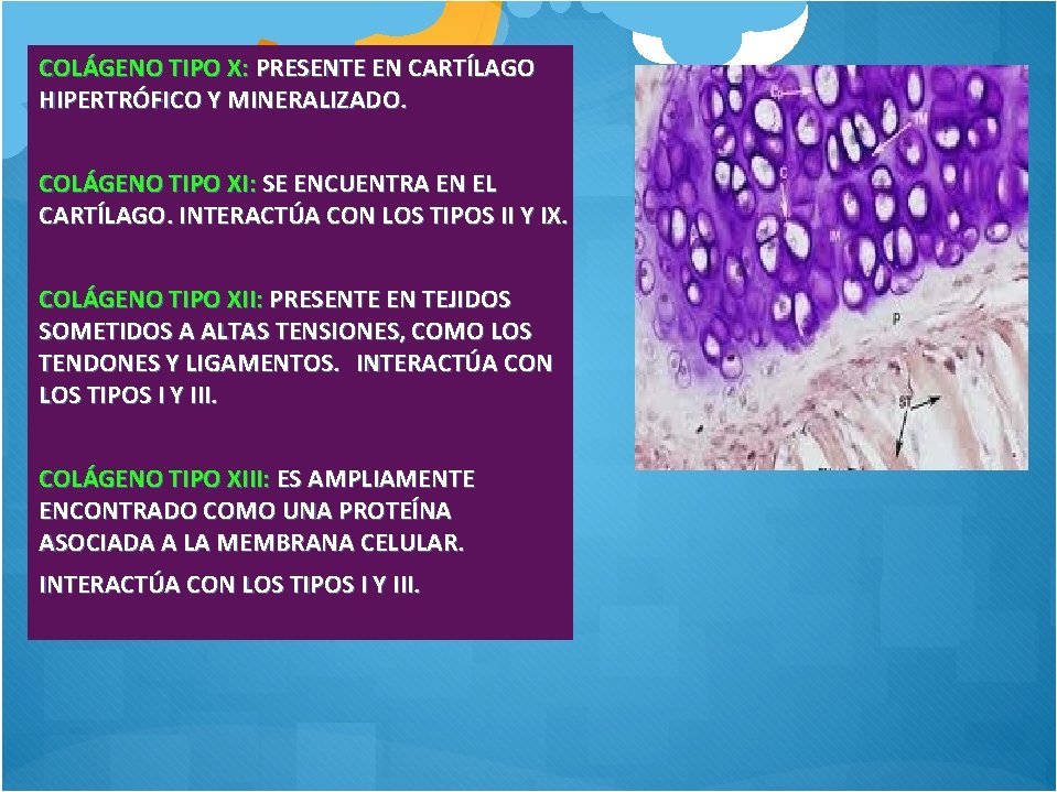 COLÁGENO TIPO X: PRESENTE EN CARTÍLAGO HIPERTRÓFICO Y MINERALIZADO. COLÁGENO TIPO XI: SE ENCUENTRA