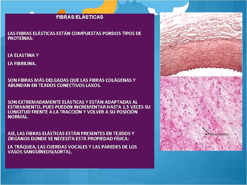 FIBRAS ELÁSTICAS LAS FIBRAS ELÁSTICAS ESTÁN COMPUESTAS PORDOS TIPOS DE PROTEÍNAS: LA ELASTINA Y